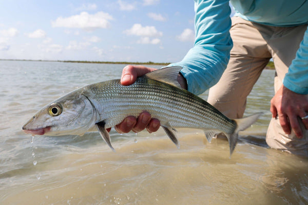 Angler in light-blue shirt holding silvery bonefish over shallow water on Abaco Lodge fishing trip
