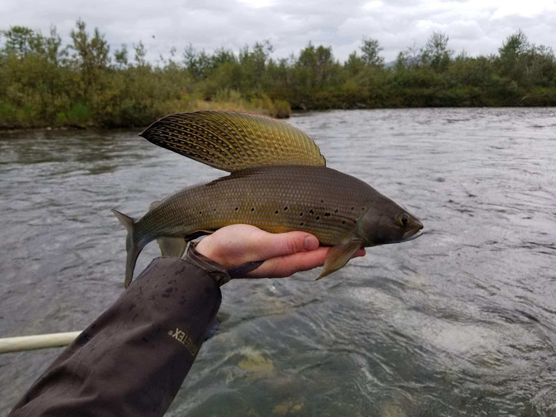 European Grayling