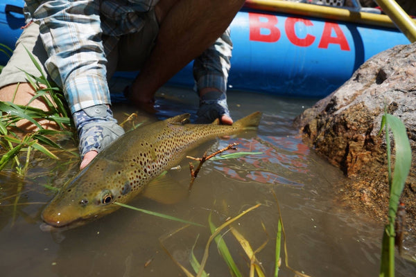 Black Canyon Anglers