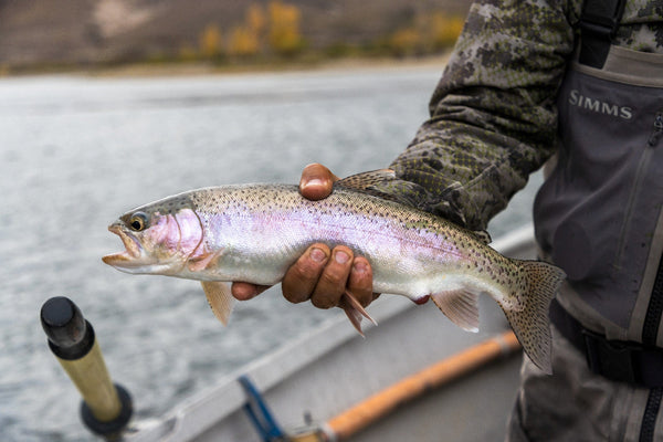 Angler holding iridescent pink-striped rainbow trout with spotted silver scales, camo jacket and gray waders on fishing trip