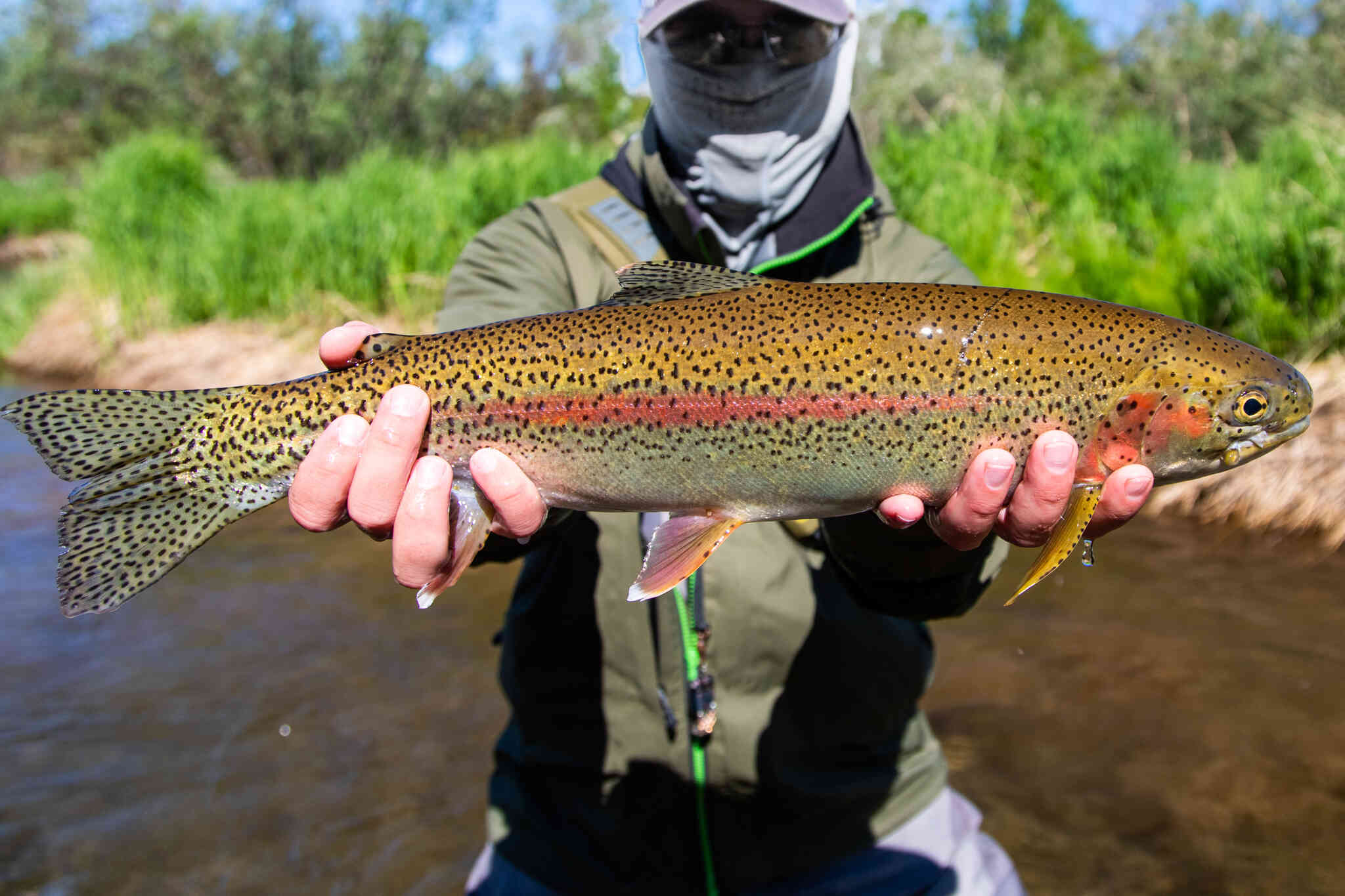 Angler holding large golden-green rainbow trout with pink stripe over river, olive jacket and gaiter, Copper River fishing
