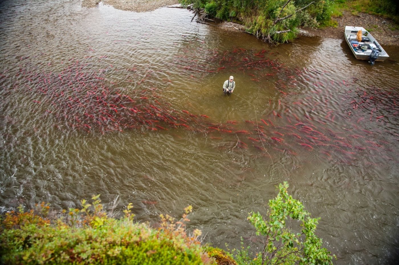 Angler in green waders standing in brown Copper River surrounded by bright red salmon, aluminum boat at grassy bank
