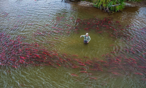 Angler fly fishing waist-deep in green river among dozens of bright red Copper River salmon near grassy bank