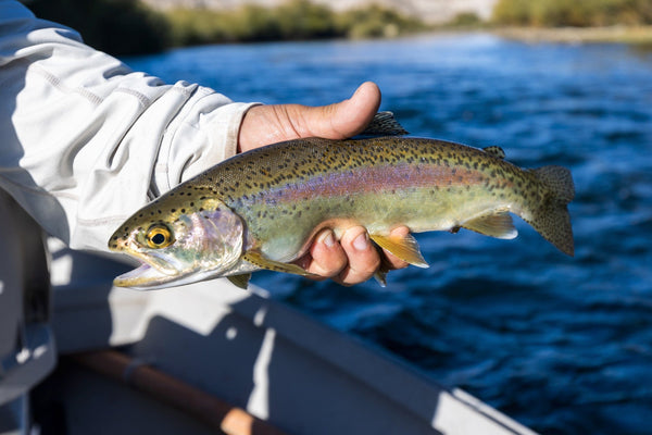 Hand in white sun shirt holds speckled rainbow trout with iridescent pink stripe above blue lake water, fishing trip at lodge