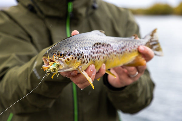 Golden-brown spotted trout with colorful fly lure held by angler wearing olive-green waterproof jacket — fly fishing catch