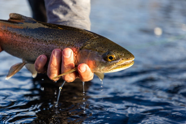 Hand holding iridescent rainbow trout with pink stripe and black spots, droplets falling over rippling blue water, fishing