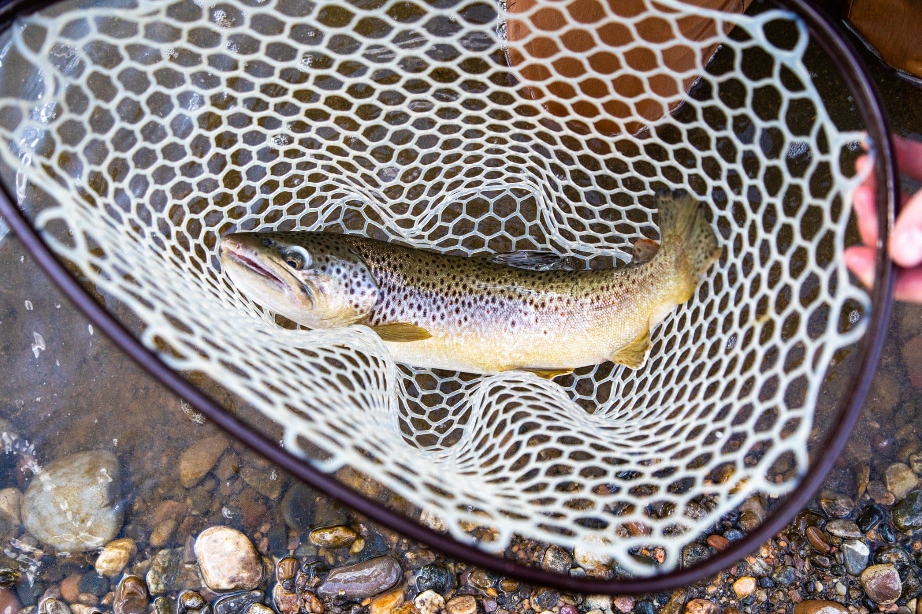 Madison Double R