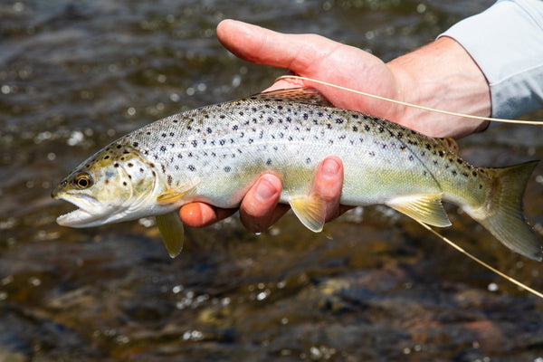 Hand holding silvery brown trout with black spots and yellow fins over river water, fly fishing line visible