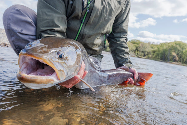 Angler in olive-green waterproof jacket holding large brown river fish with open mouth and red tail in shallow water, fishing