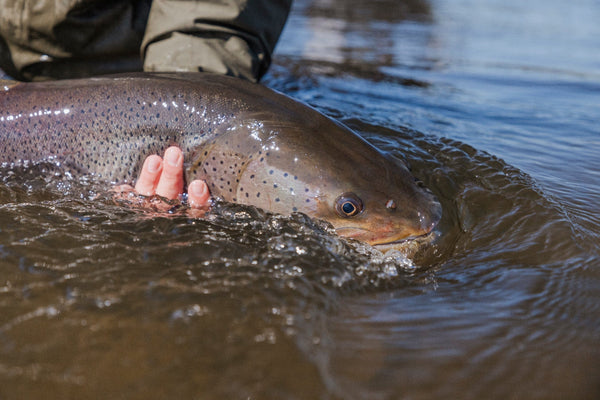 Hand releasing large brown-spotted trout in shallow river water, river fishing expedition