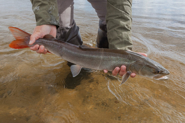 Angler in olive GORE-TEX waders holding silvery fish with bright orange tail over shallow brown river water, fishing trip