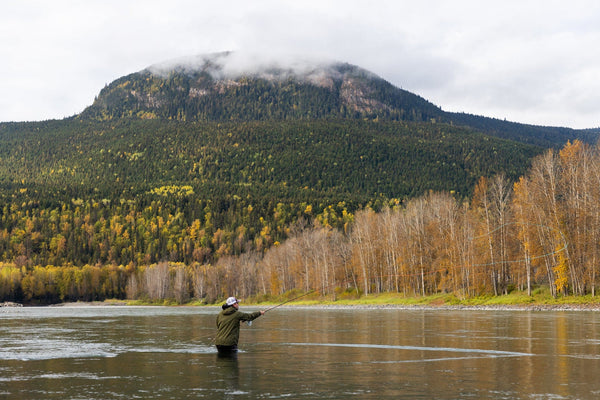 Angler in olive waders fly-fishing on gray Skeena River with golden birch trees and forested mountain topped by low clouds