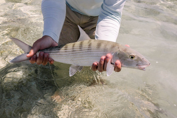 Soul Fly Lodge fishing trip angler in light blue long-sleeve shirt holding silvery striped bonefish over clear shallow water