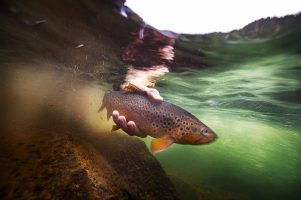 Willowfly Anglers
