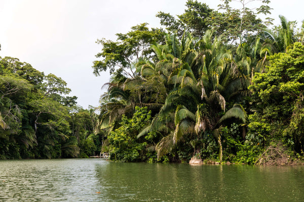 Copal Tree Lodge