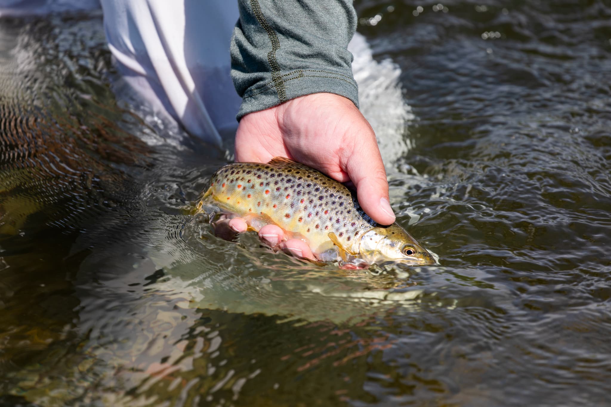 Angler hand in olive-green sleeve releasing golden brown trout with red spots in rippling river water, fly fishing