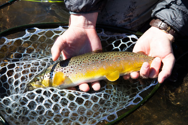 Golden-brown trout with red spots cradled in hands over translucent rubber landing net on fly fishing trip in Ireland