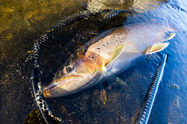 Golden-brown spotted trout cradled in black rubber landing net over blue water with measuring rod, fishing trip