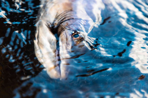 Close-up silver fish head and eye beneath rippling blue water, fishing trip at Maria Behety Lodge