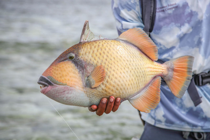 Moustache Triggerfish