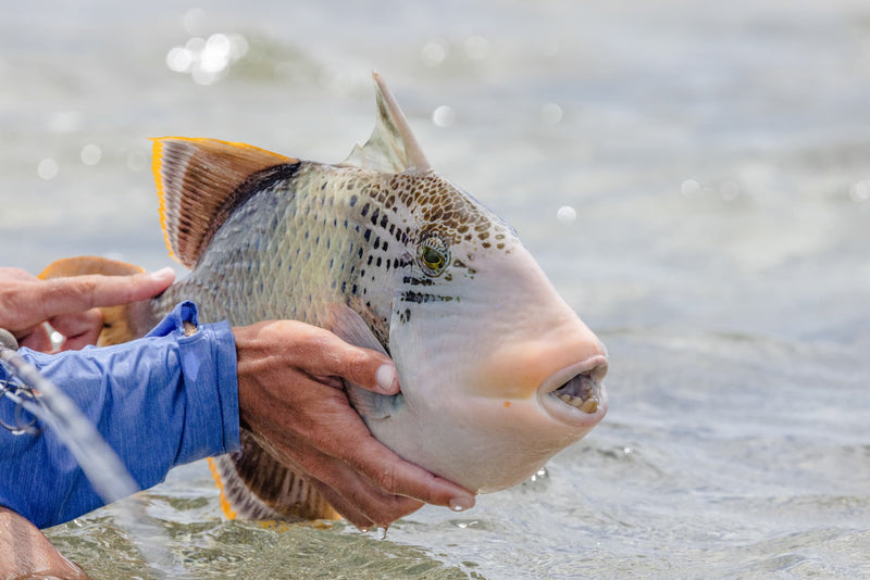 Yellowmargin Triggerfish