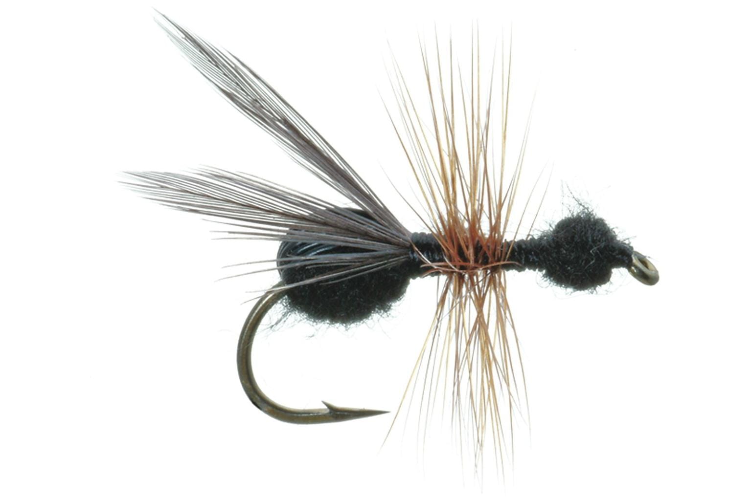 Flying Ant Fly
