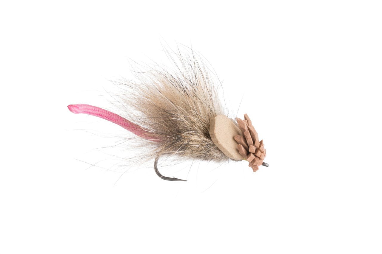 King Rat Fly