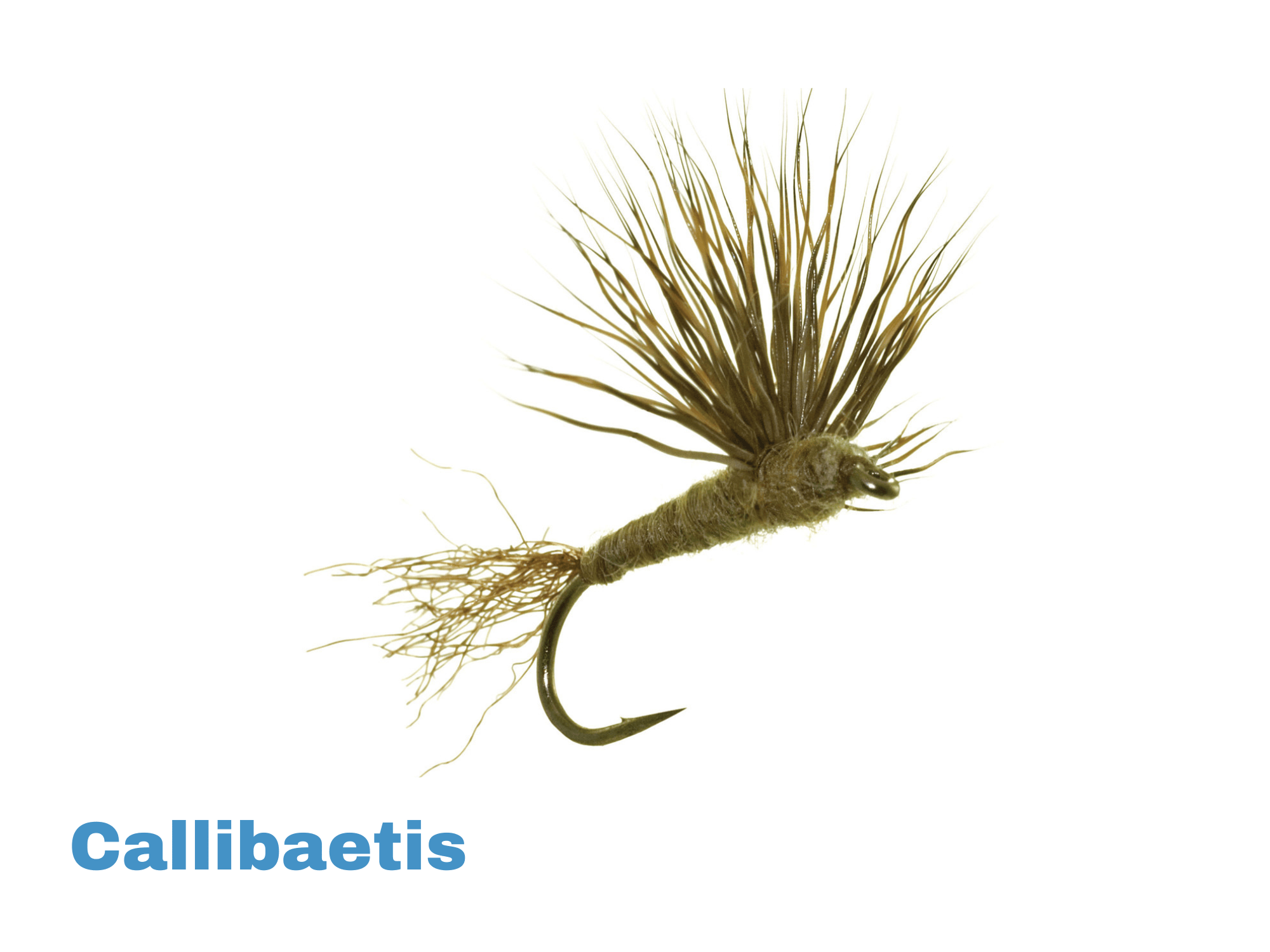 Sparkle Dun Dry Fly