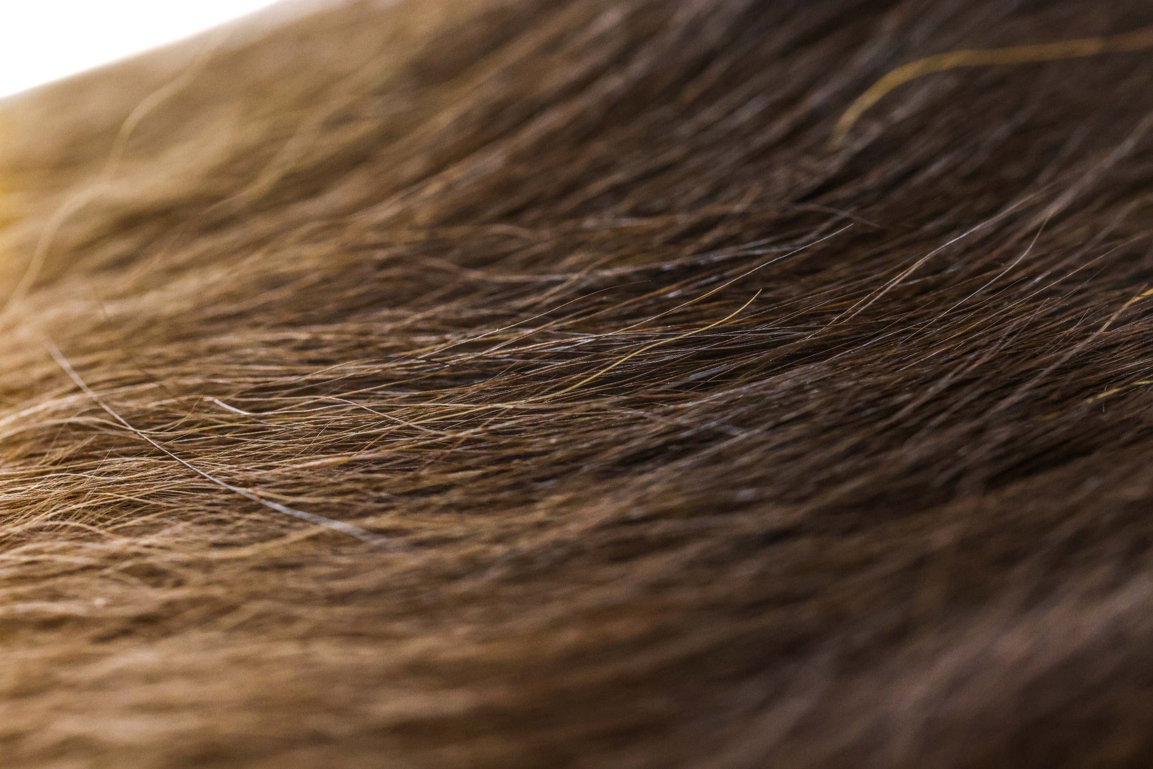 Wapsi Black Bear Hair