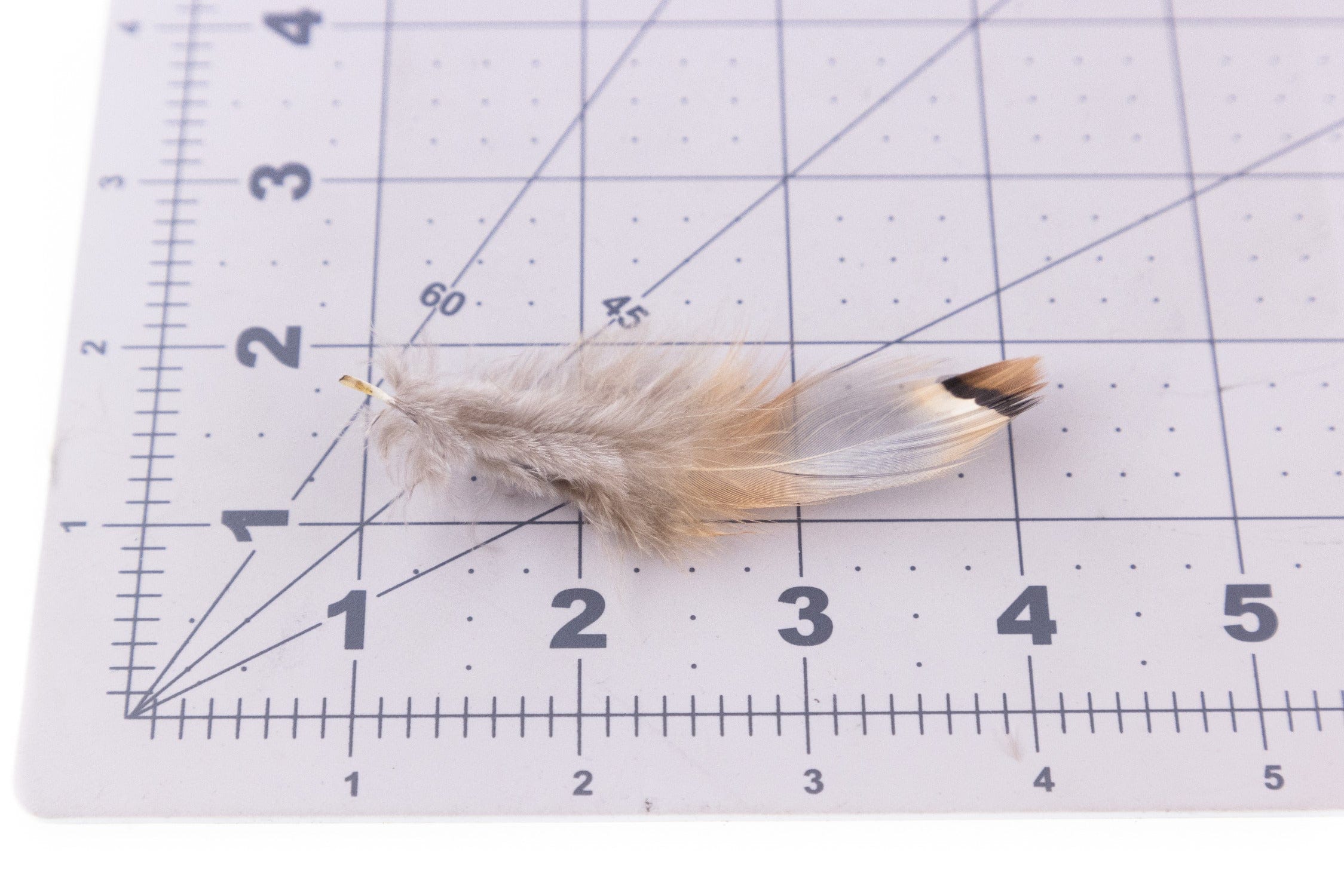 Wapsi Chukar Feathers