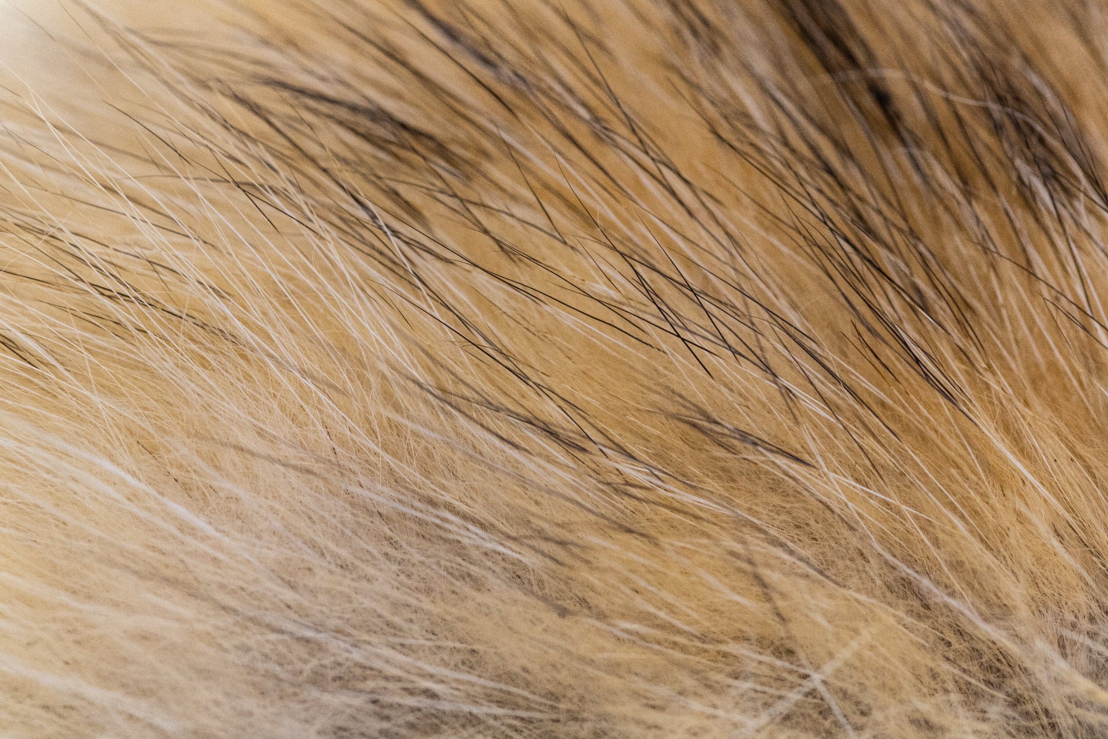 Wapsi Coyote Fur