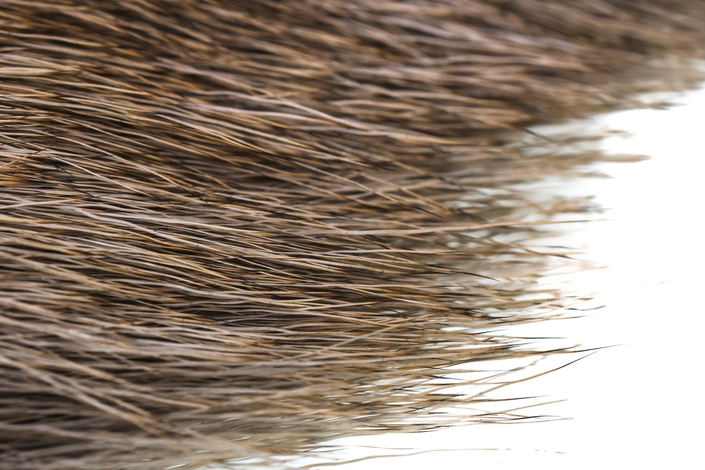 Wapsi Elk Body Hair