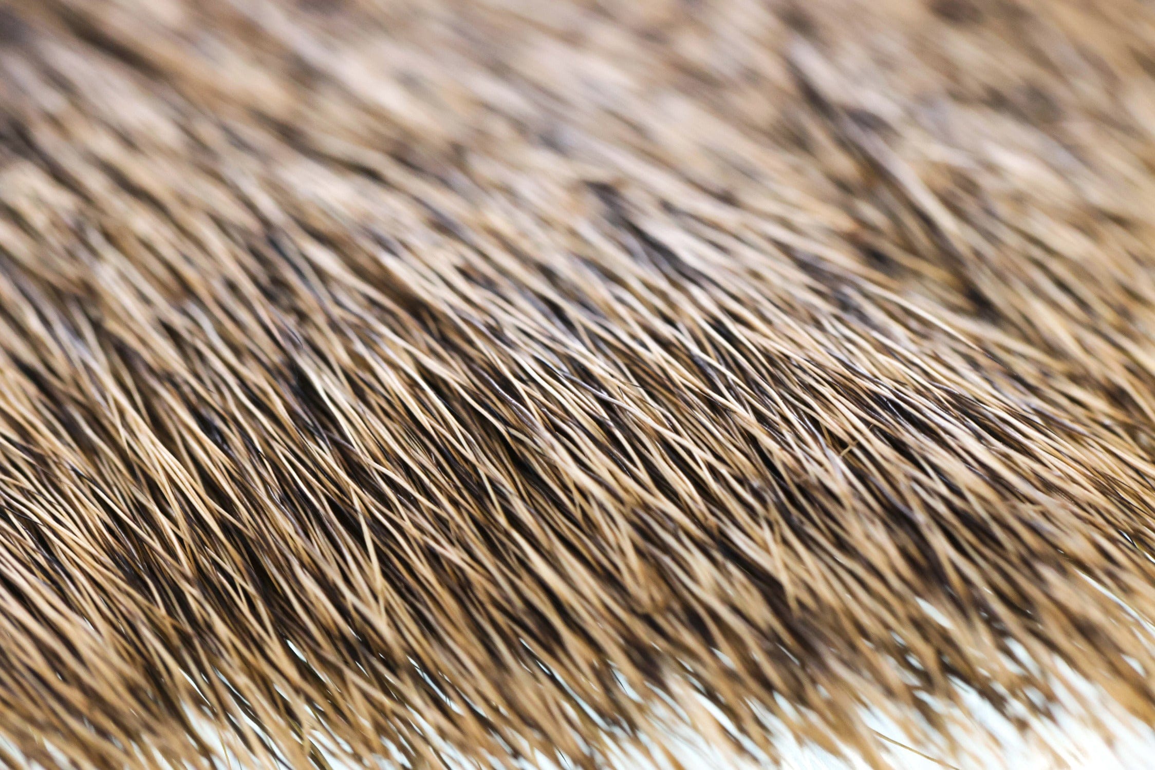 Wapsi Elk Body Hair