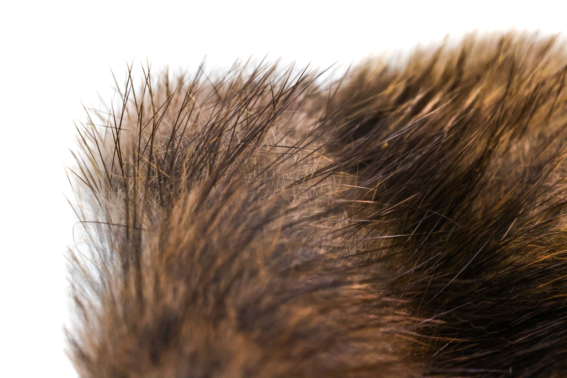 Wapsi Muskrat Fur