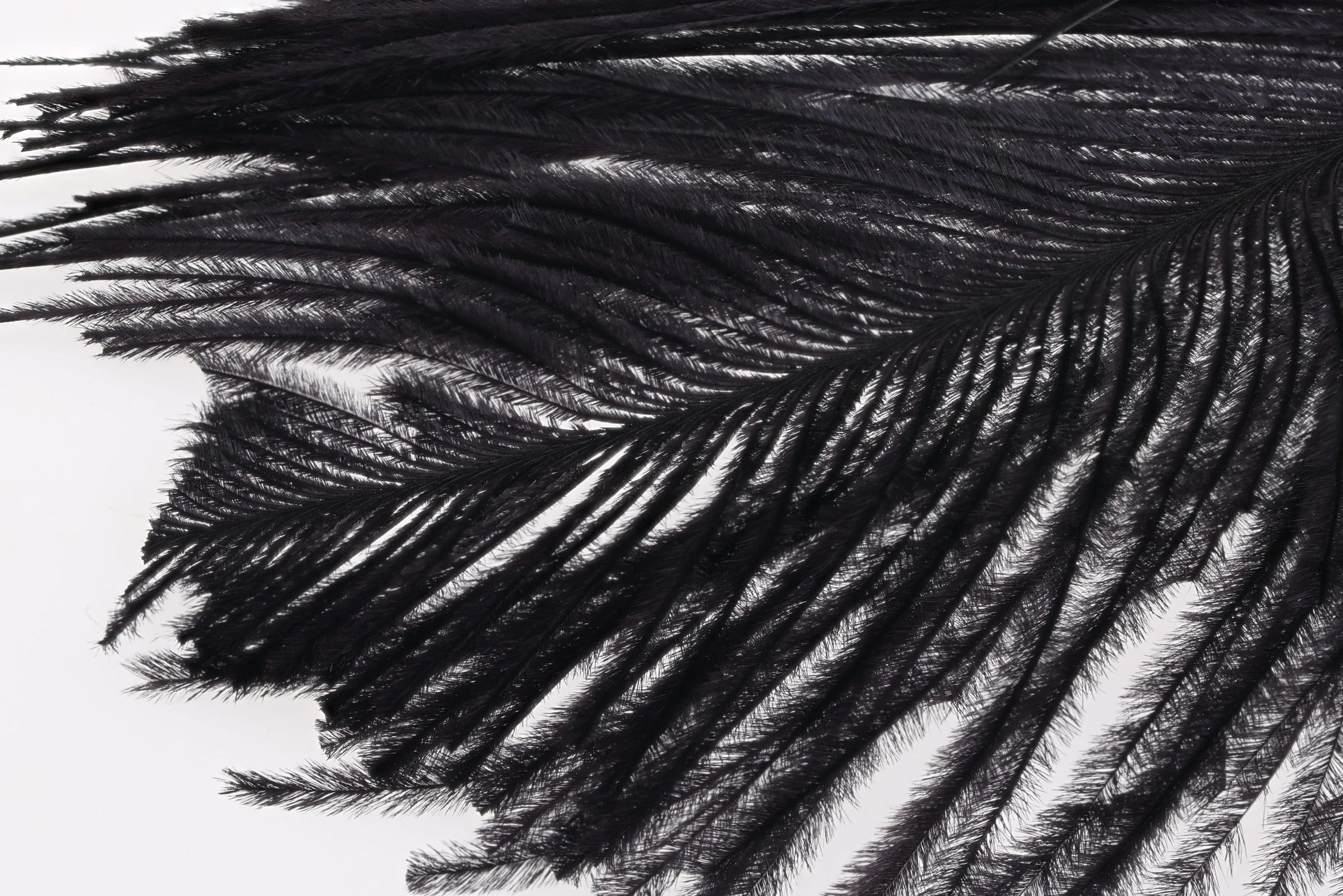 Wapsi Ostrich Plumes