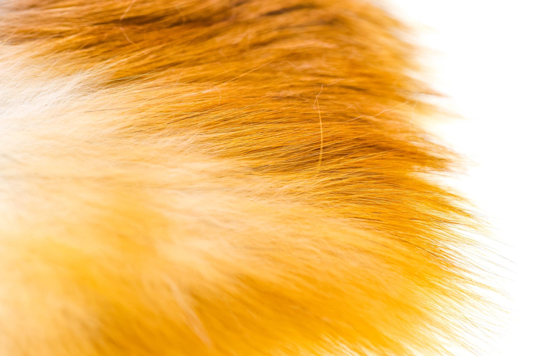 Wapsi Red Fox Hair