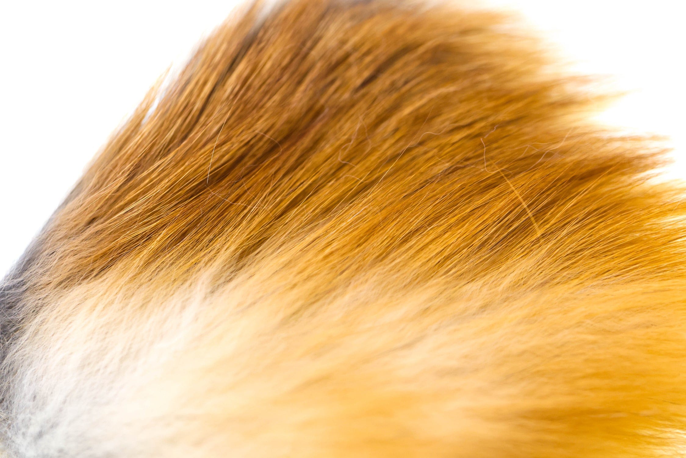 Wapsi Red Fox Hair