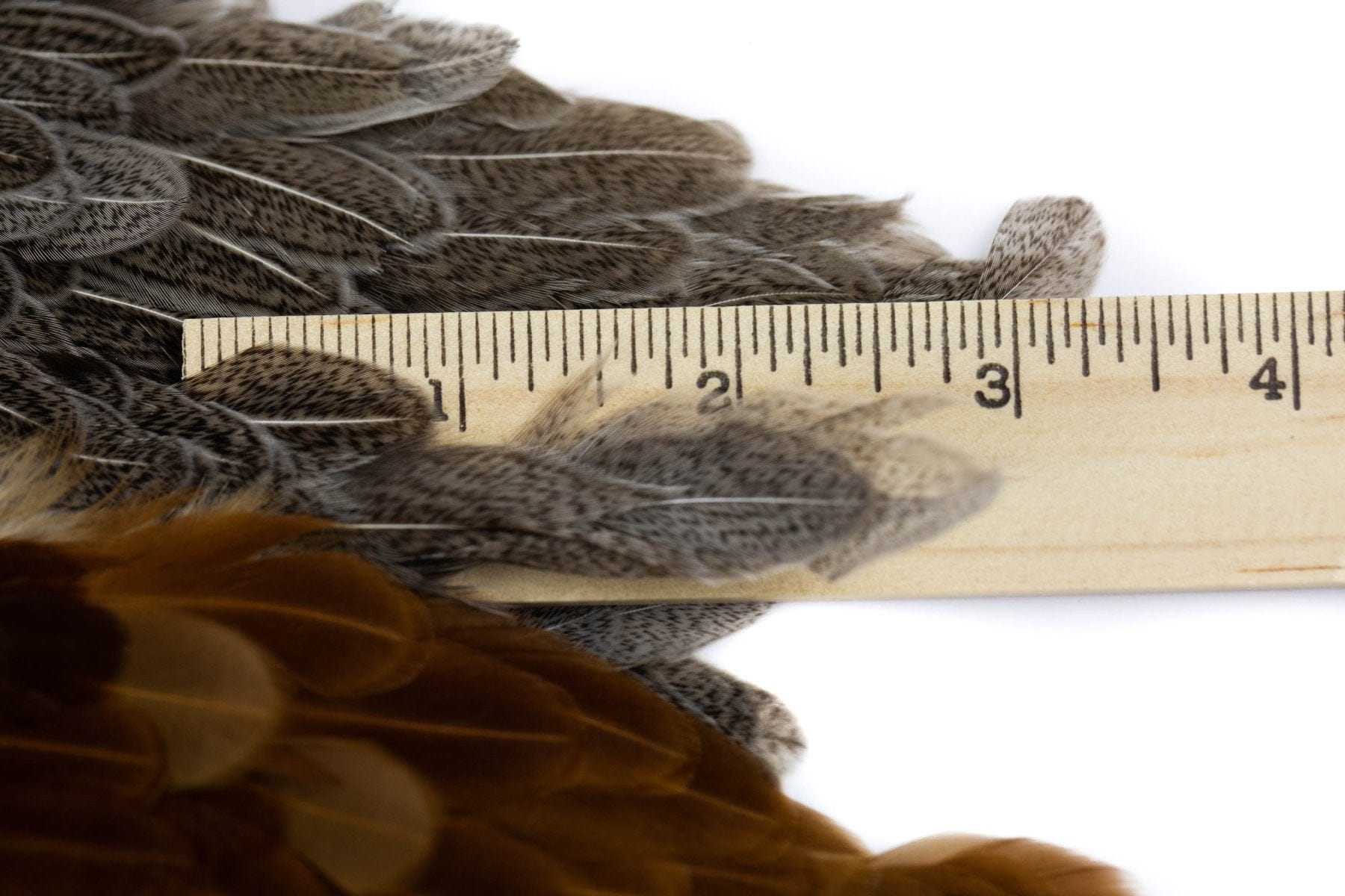 Whiting Combo Soft Hackle Pack