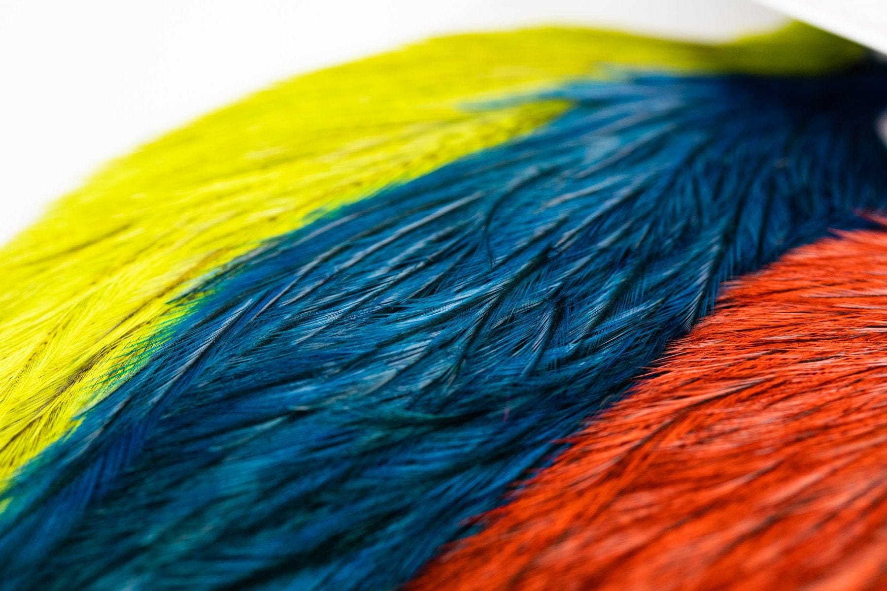 Whiting Coq De Leon Versa Pack - Assorted Colors