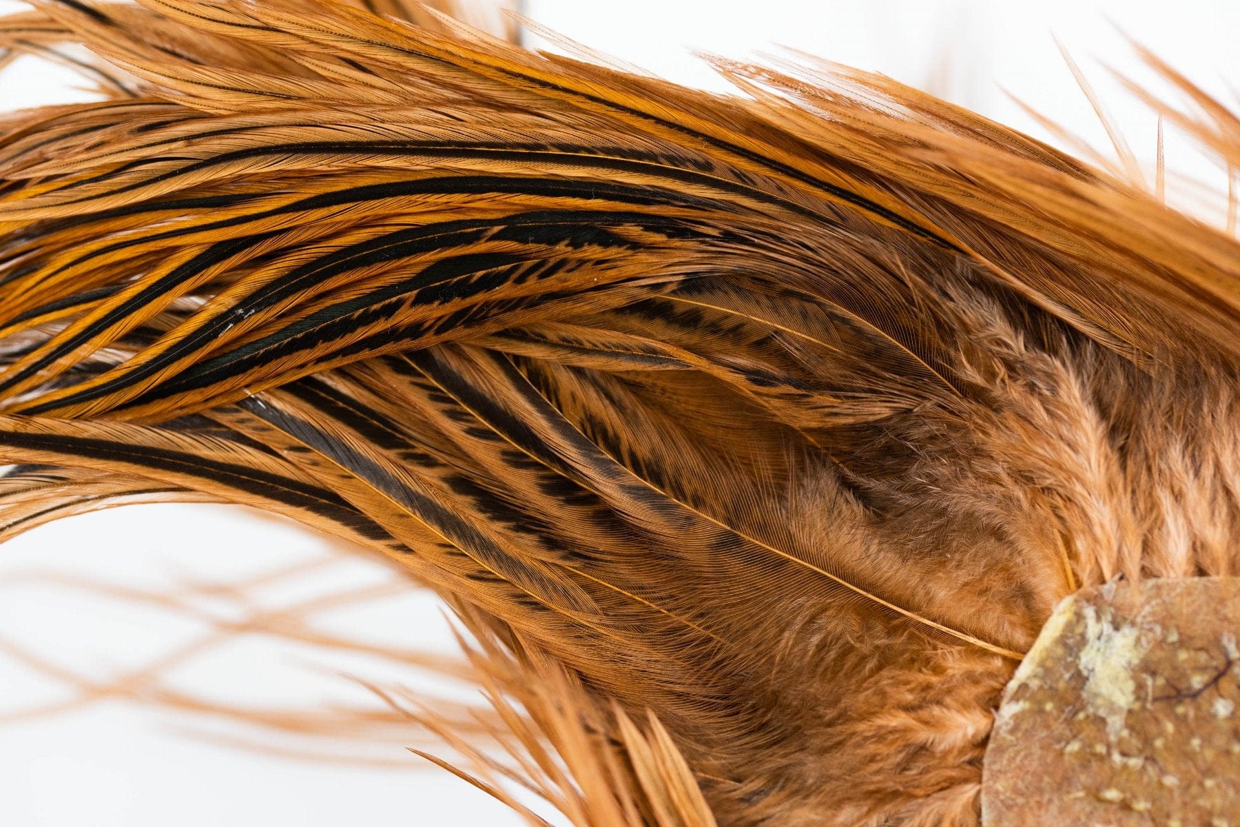 Whiting Dry Fly Hackle Full Cape