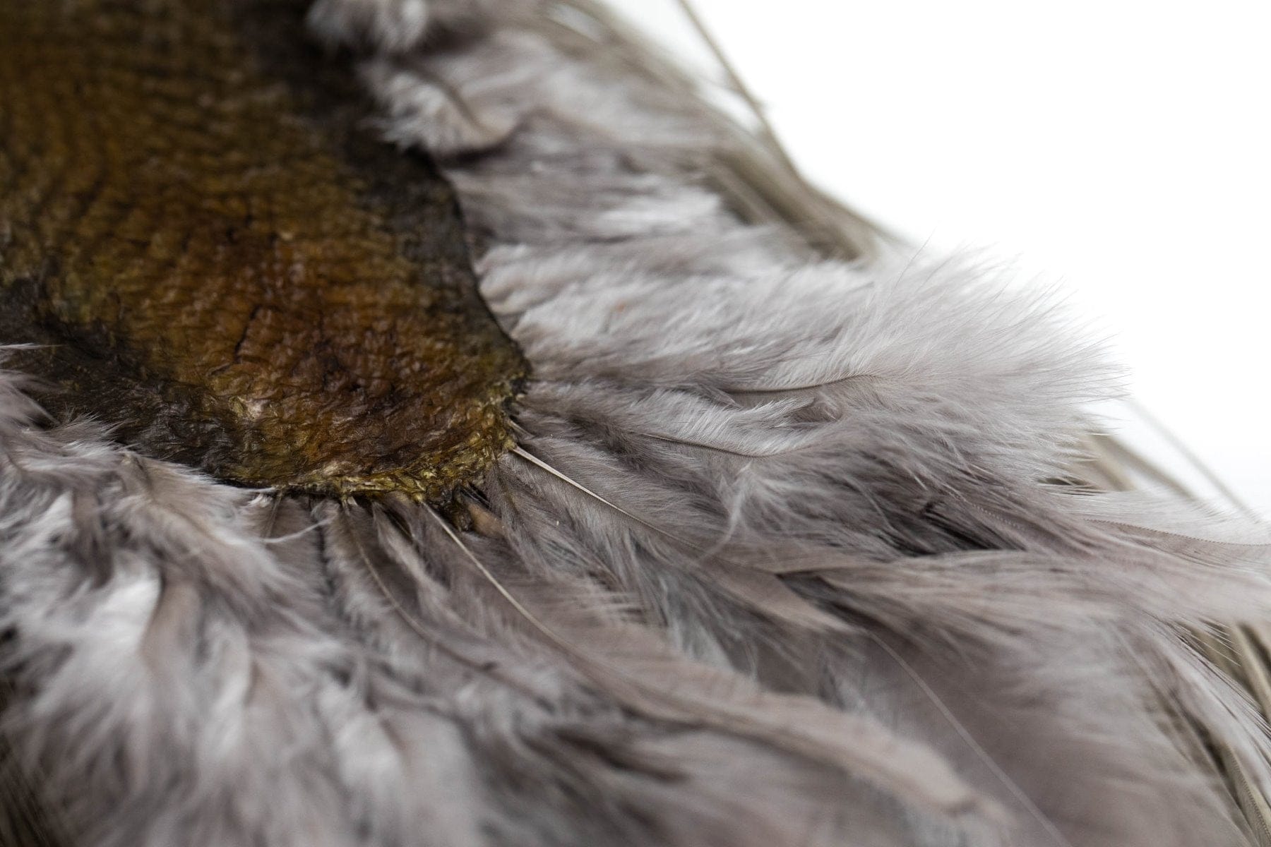Whiting Dry Fly Hackle Full Saddle