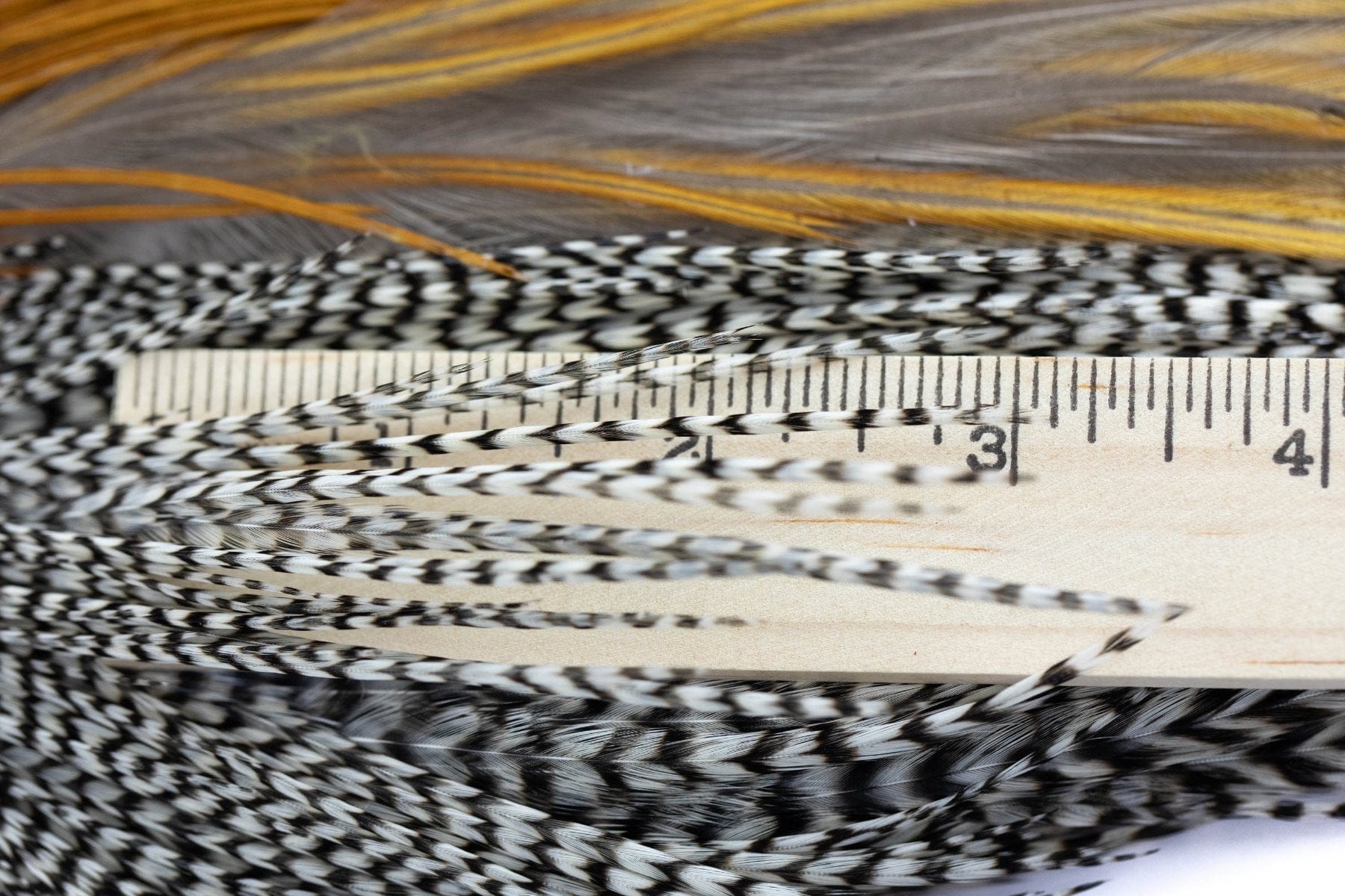 Whiting Intro Hackle Pack - Four 1/2 Cape - Assorted Colors